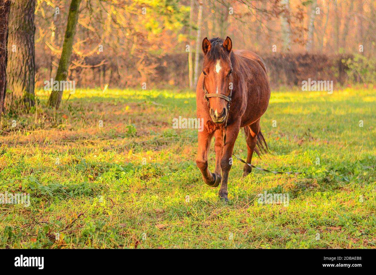 Horse mane animal horsey hires stock photography and images Alamy