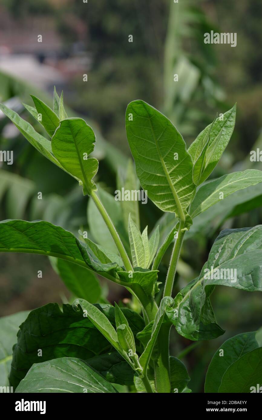 Used tobacco hi-res stock photography and images - Page 2 - Alamy