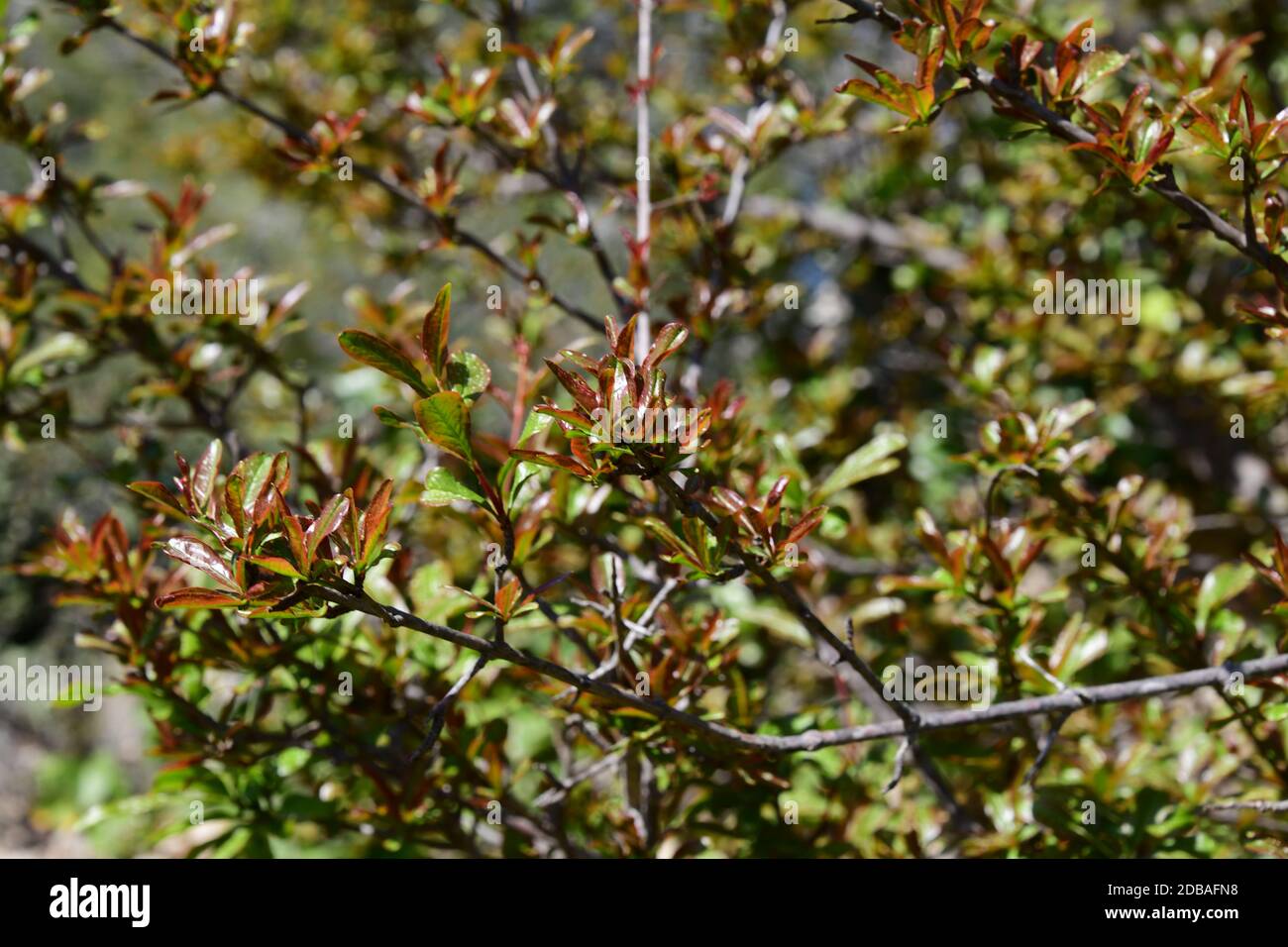 fresh shoots on pomegranate shrub, Alicante Province, Costa Blanca, Spain Stock Photo