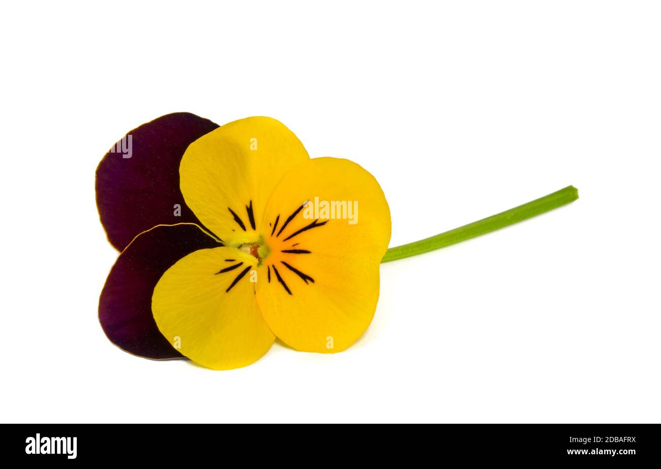 exempted violets in yellow and dark wine red Stock Photo