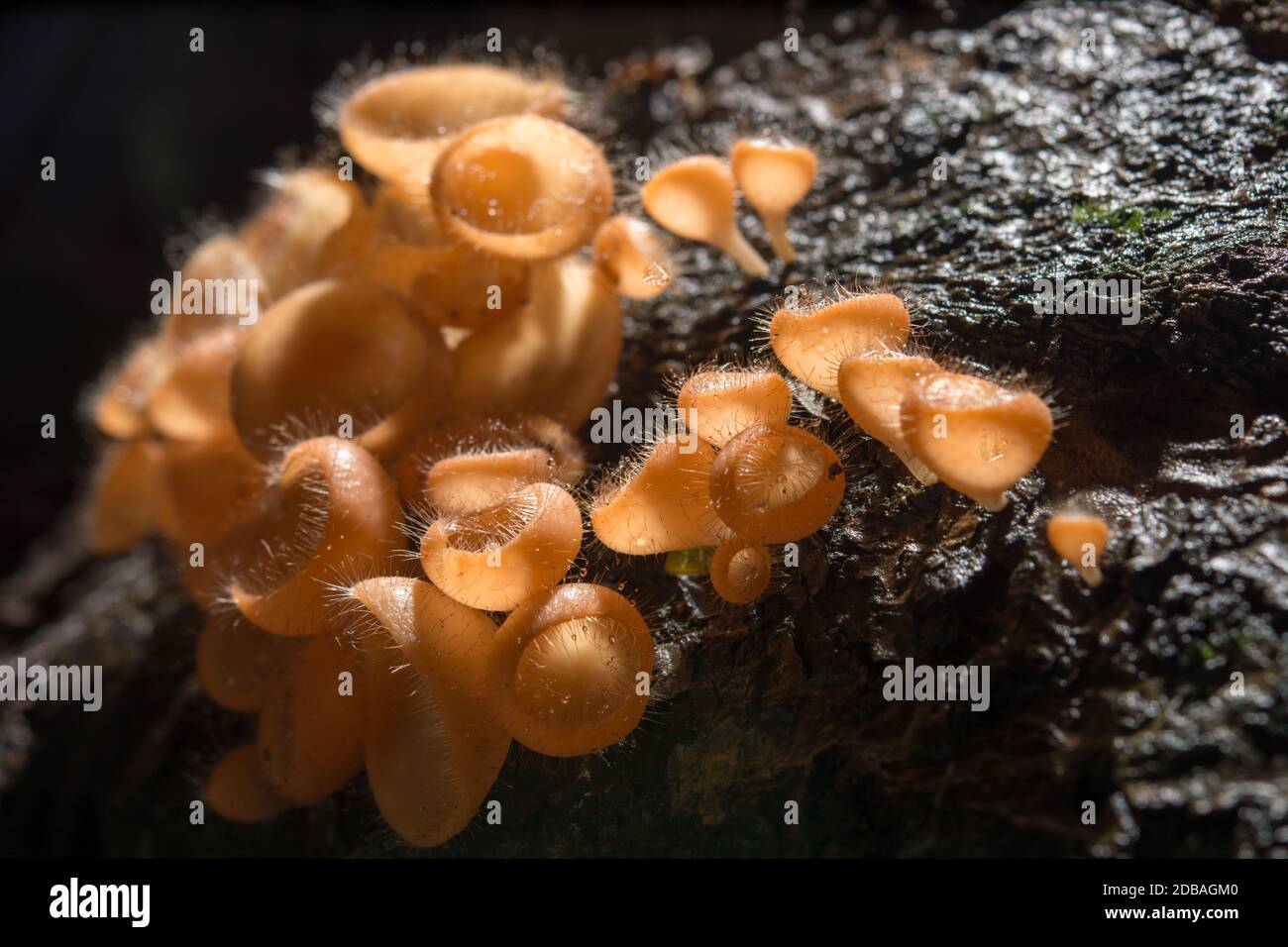 Mushroom in the rain forest among the fallen leaves and bark Stock Photo