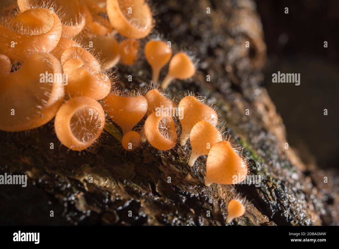 Mushroom in the rain forest among the fallen leaves and bark Stock Photo