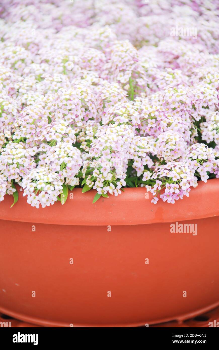 Alyssum flowers. Alyssum in sweet colors. Alyssum in a red brown pot on wood table, in a dense