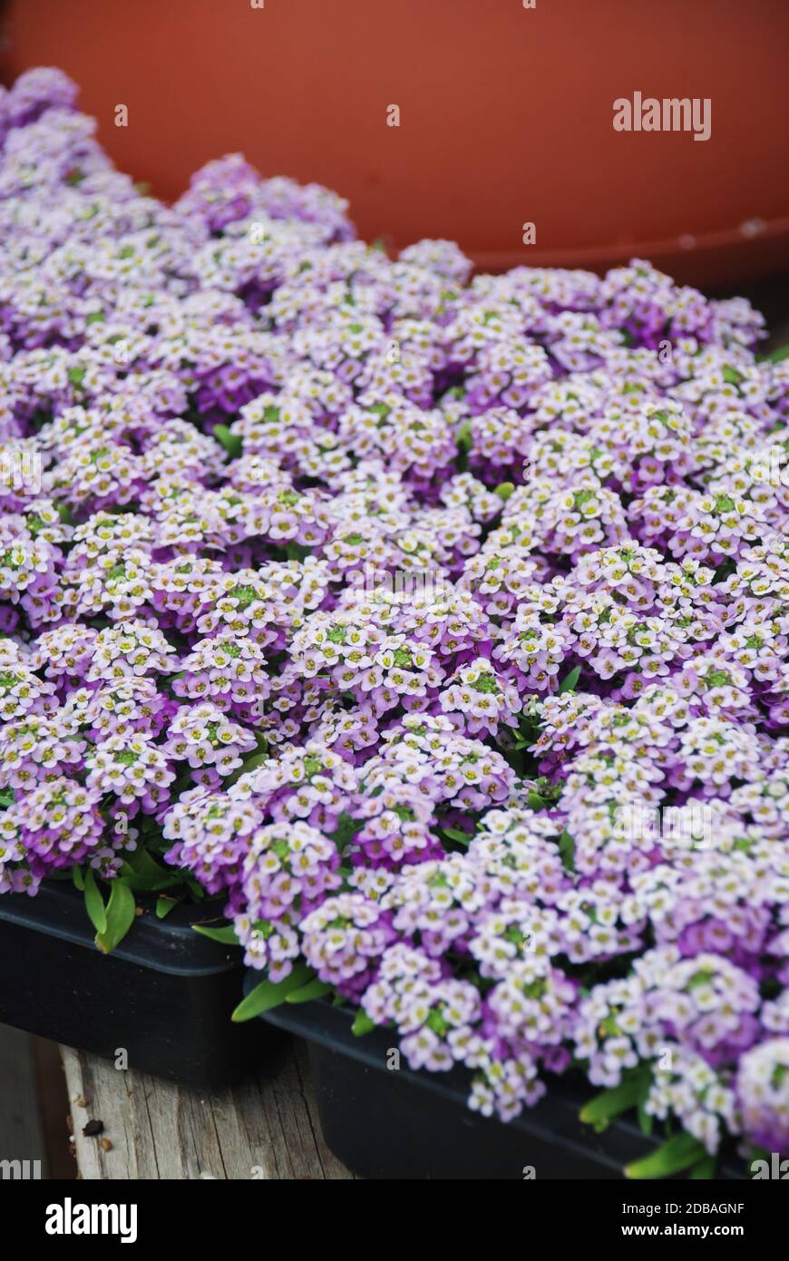 Alyssum flowers. Alyssum in sweet colors. Alyssum in a black tray on