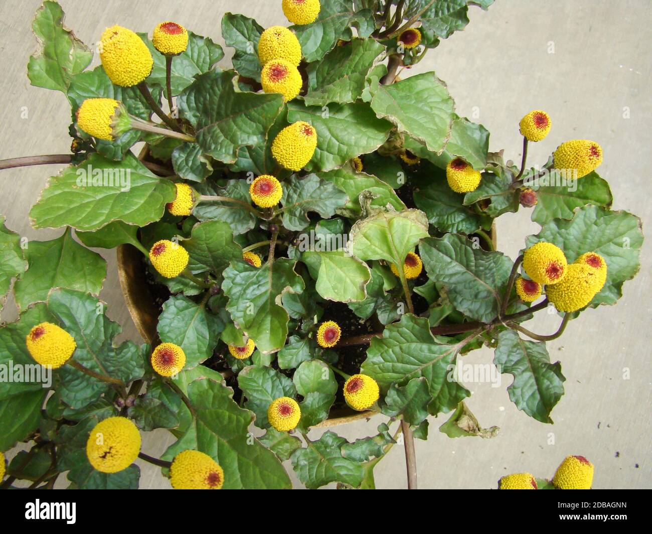 Fresh flowering para cress plant, Spilanthes oleracea, toothache Stock Photo