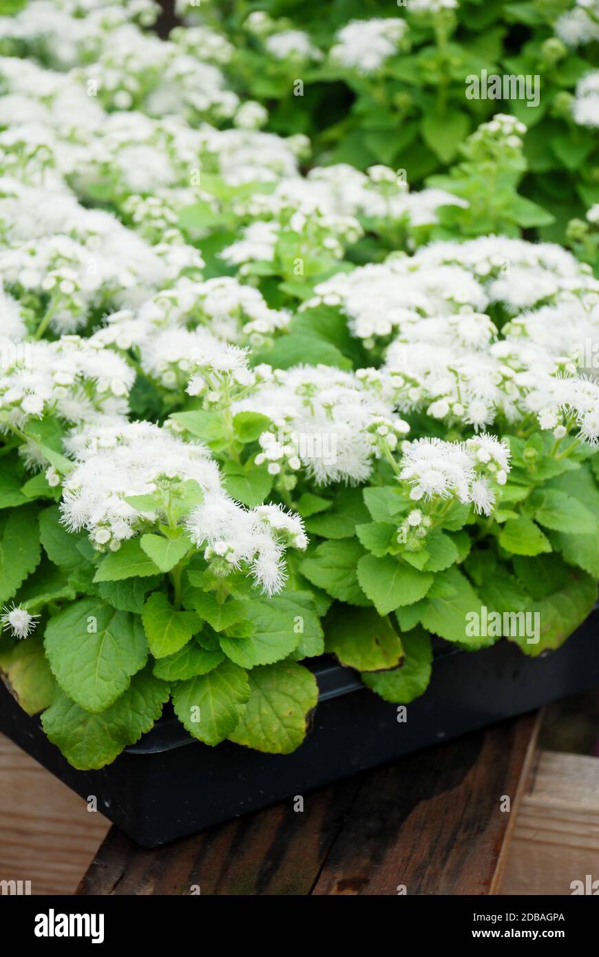 Ageratum, white ageratum, white pot plants in the black tray. Stock Photo