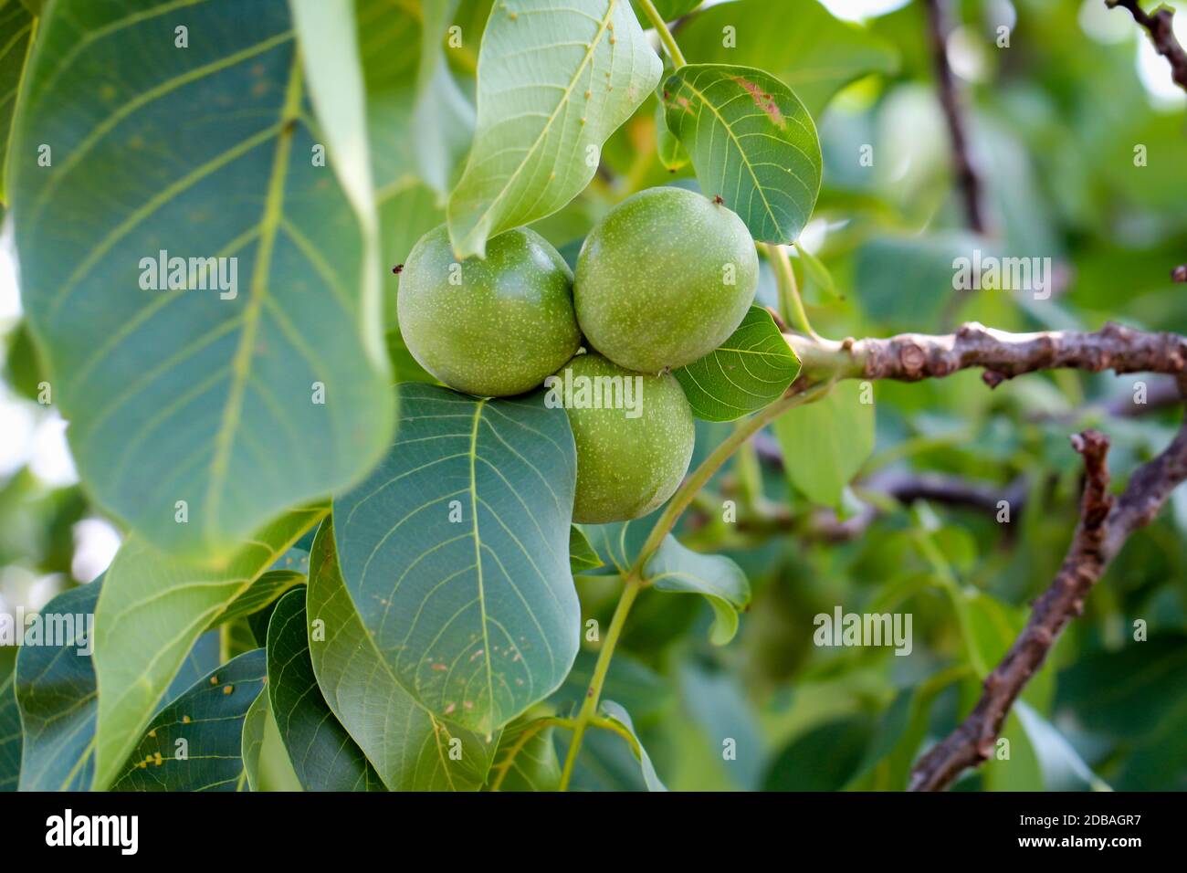 Three walnuts in their green coating hanging on the tree. Stock Photo