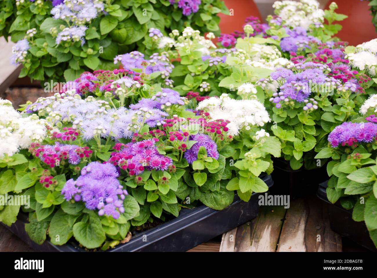 Ageratum, Mixed ageratum, Mixed color pot plants in the black tray. Stock Photo