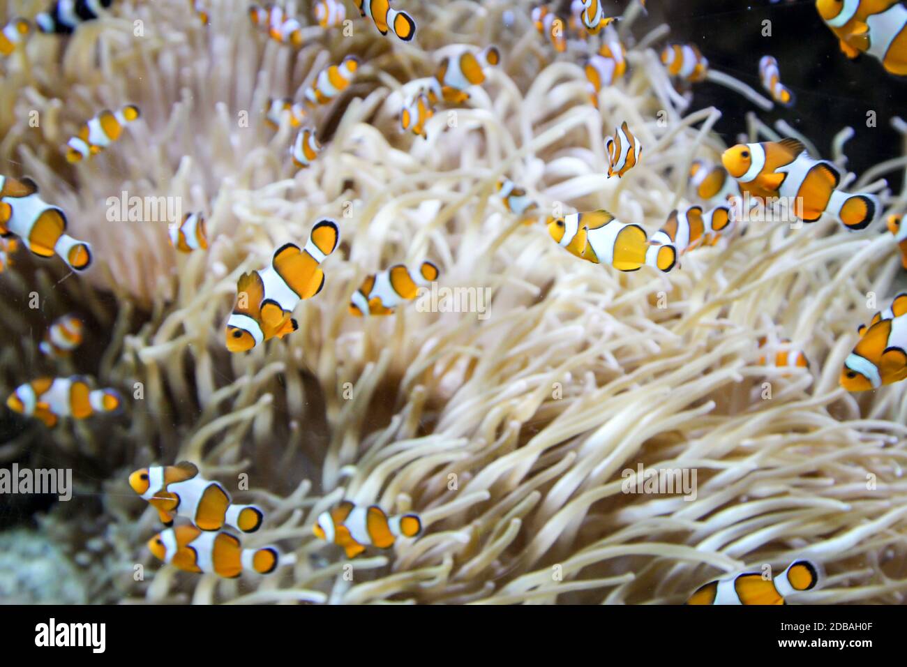 Anemonefish in their anemone which they care for and keep healthy Stock Photo