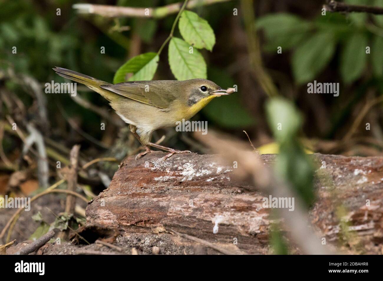 Common Yellowthroat (Geothlypis trichas) foraging on a log, Long Island, New York Stock Photo