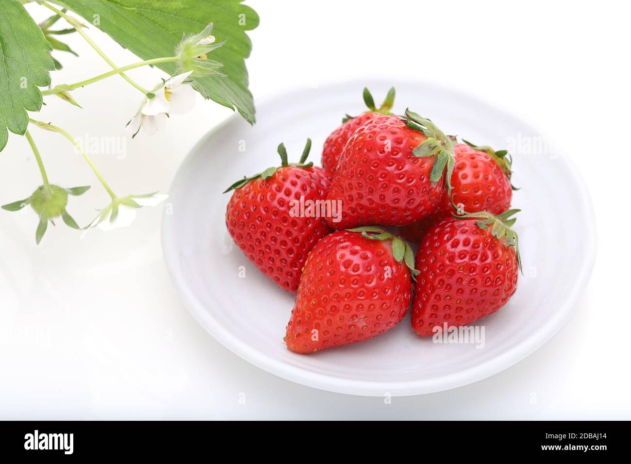 fresh red strawberry with flower isolated on white background Stock Photo