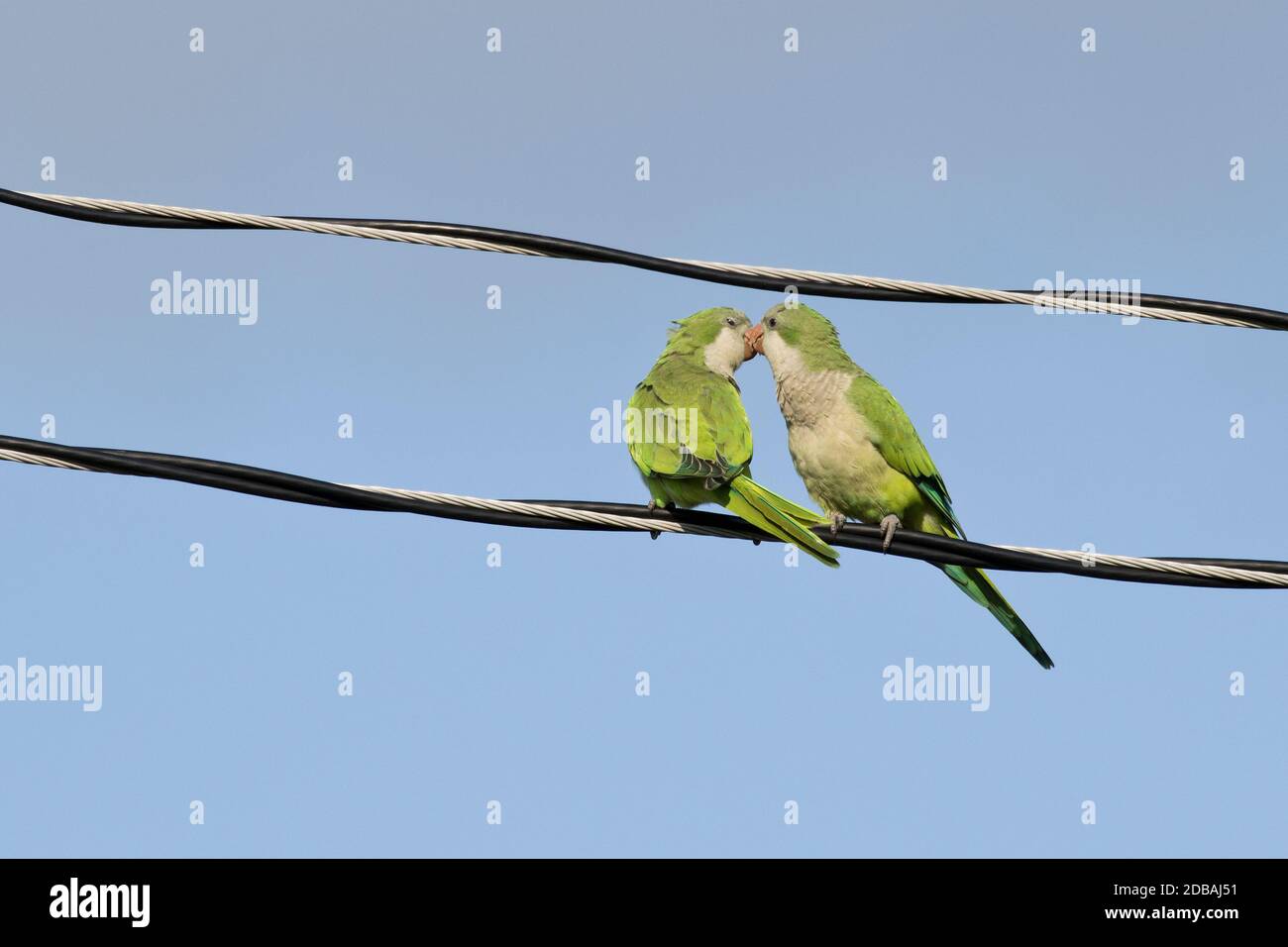 Monk Parakeets (Myiopsitta monachus) on a wire, Long Island, New York Stock Photo