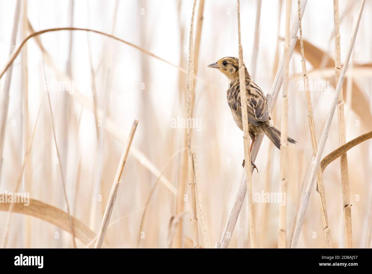 Saltmarsh Sparrow (Ammospiza caudacuta) perched in phragmites, Long Island, New York Stock Photo