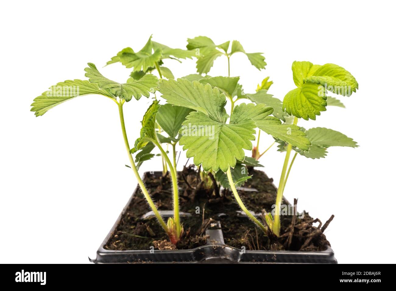 young strawberry plants in pots on white background in studio Stock ...