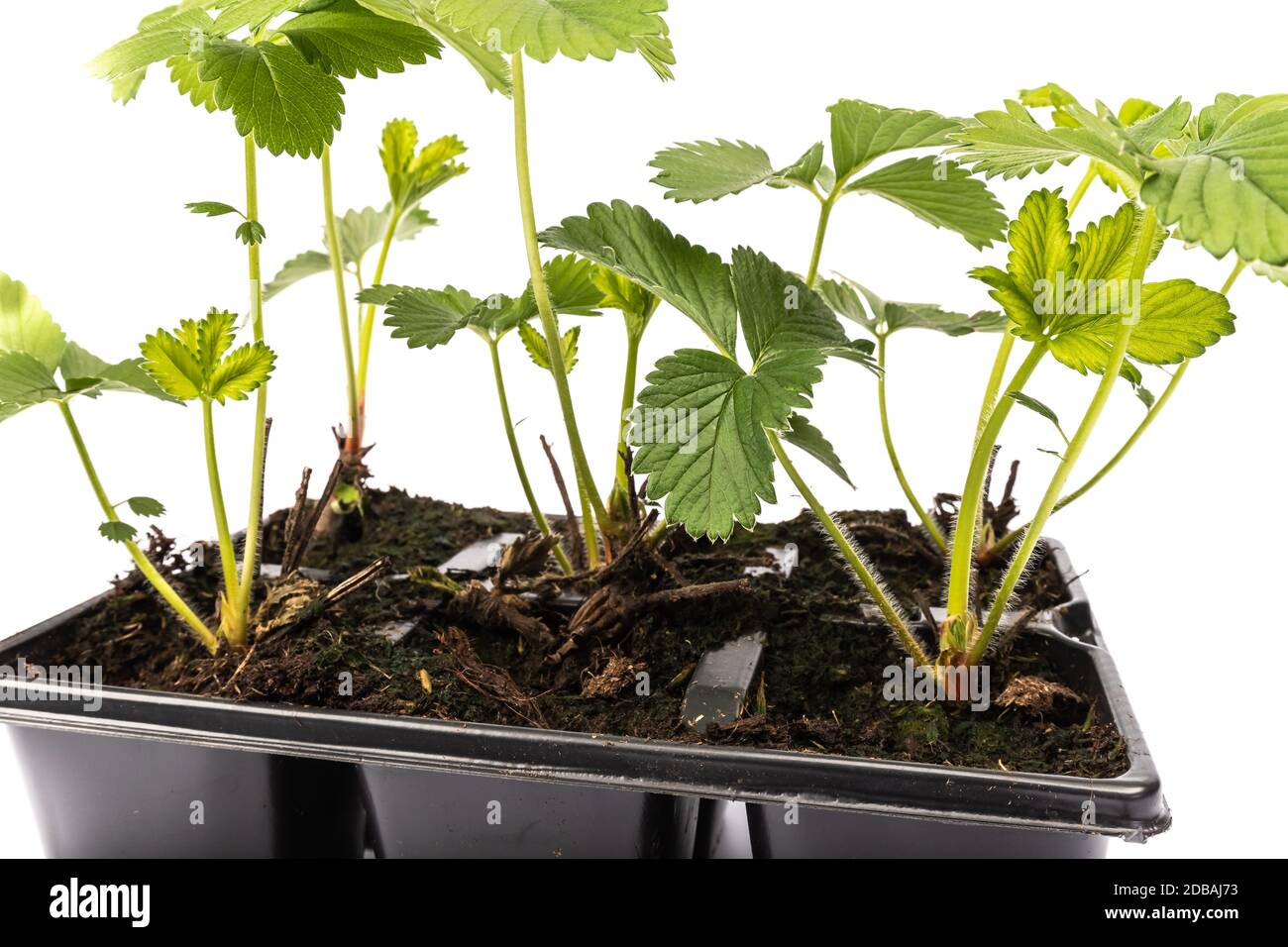 young strawberry plants in pots on white background in studio Stock ...