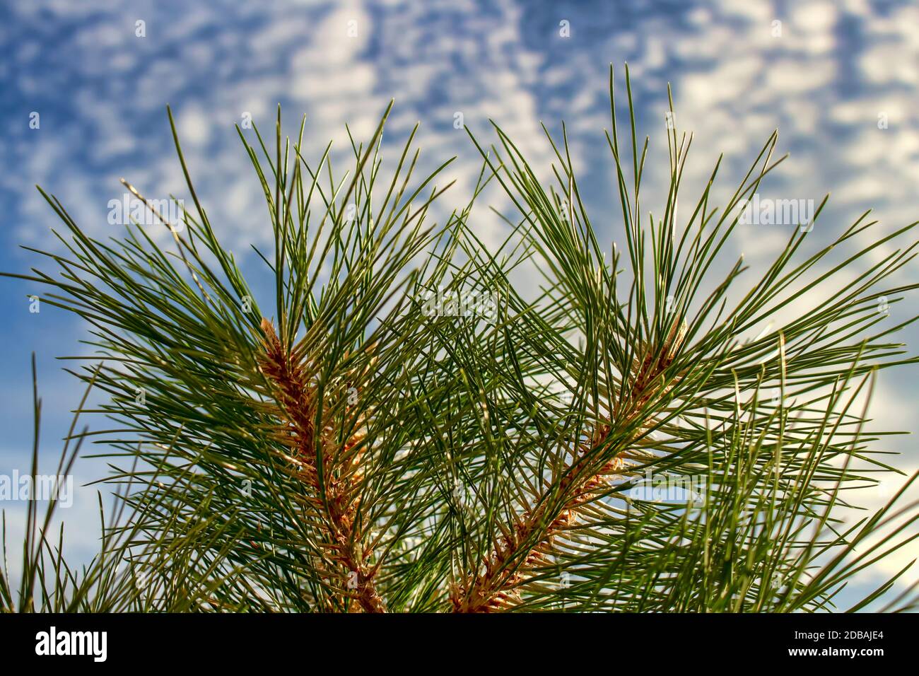 Black pine or black pine pinus nigra hi-res stock photography and ...