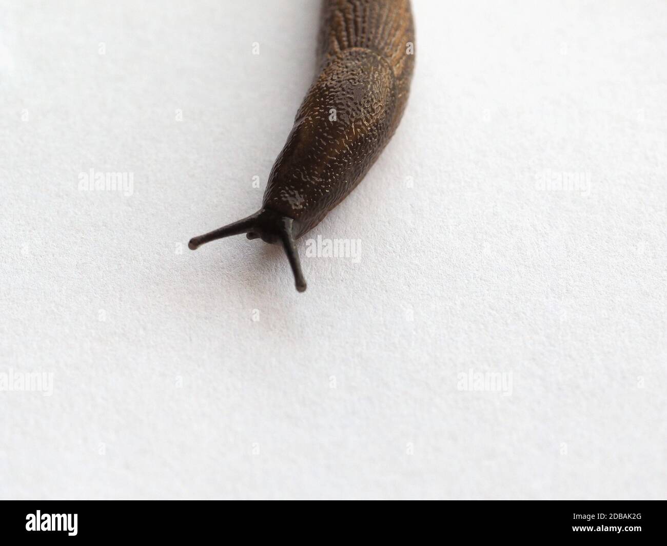 slug snail terrestrial gastropod mollusk on white background Stock ...