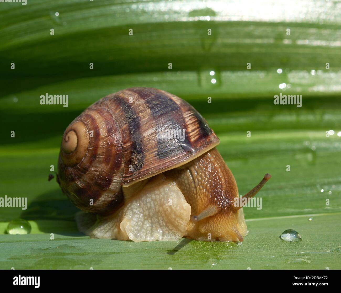 big brown snail on a green leaf, macro Stock Photo