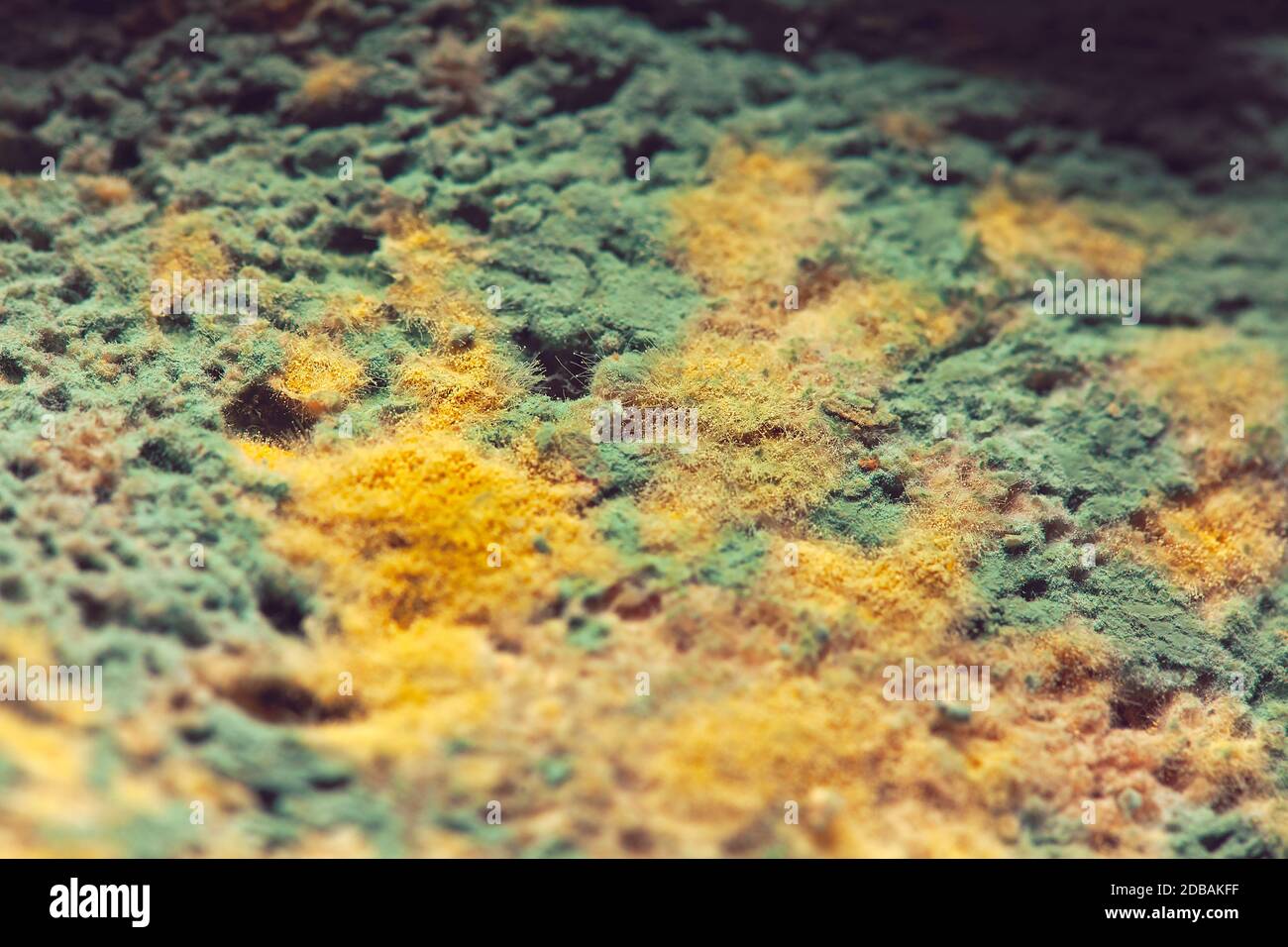 Moldy background . Macro details of mold . Decayed bread background Stock Photo