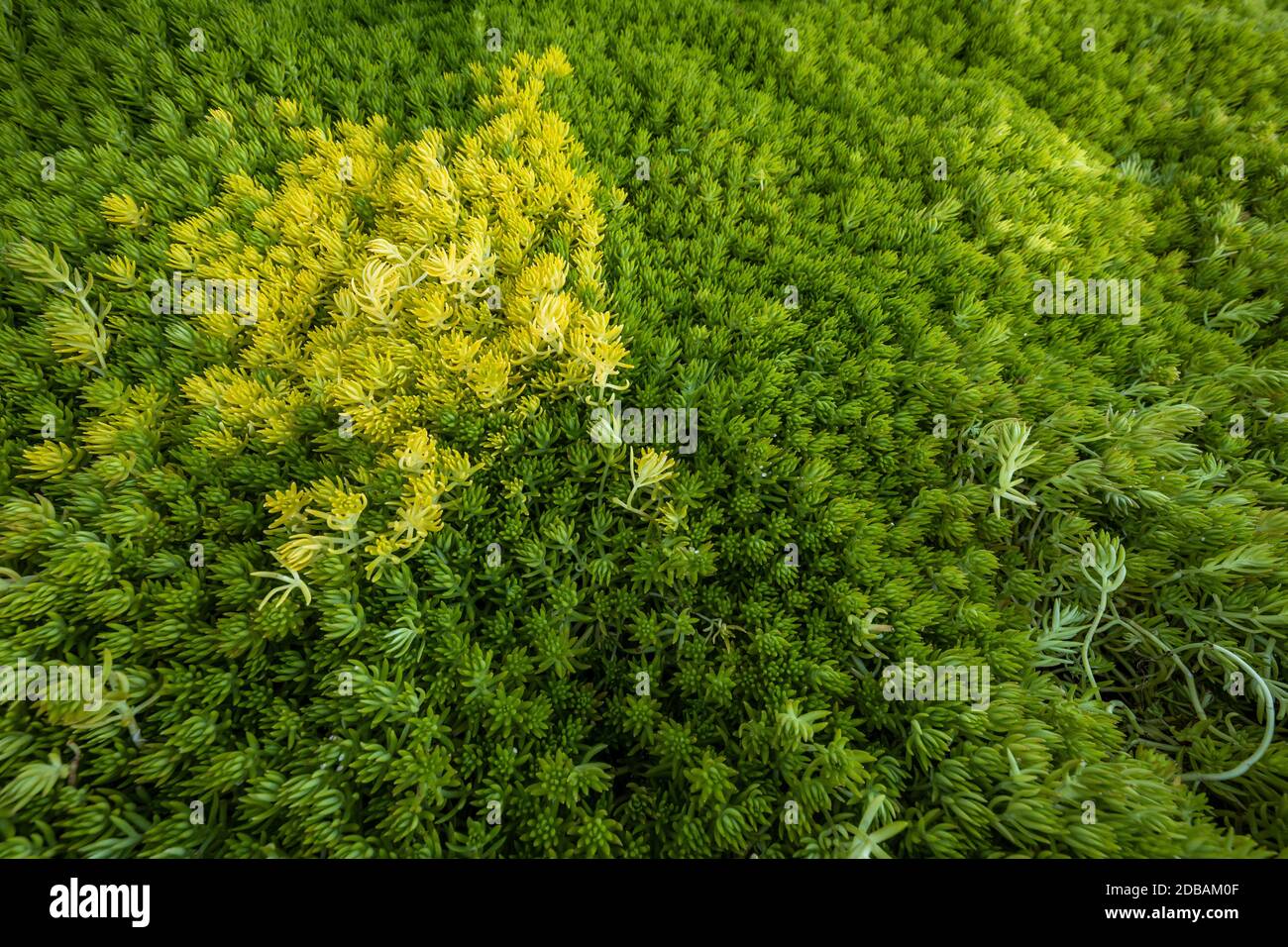 Growth plant hi-res stock photography and images - Alamy