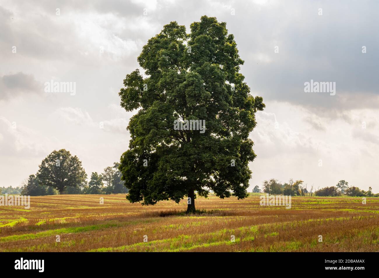 Single Tree Farm Tree on farm hi-res stock photography and images - Alamy