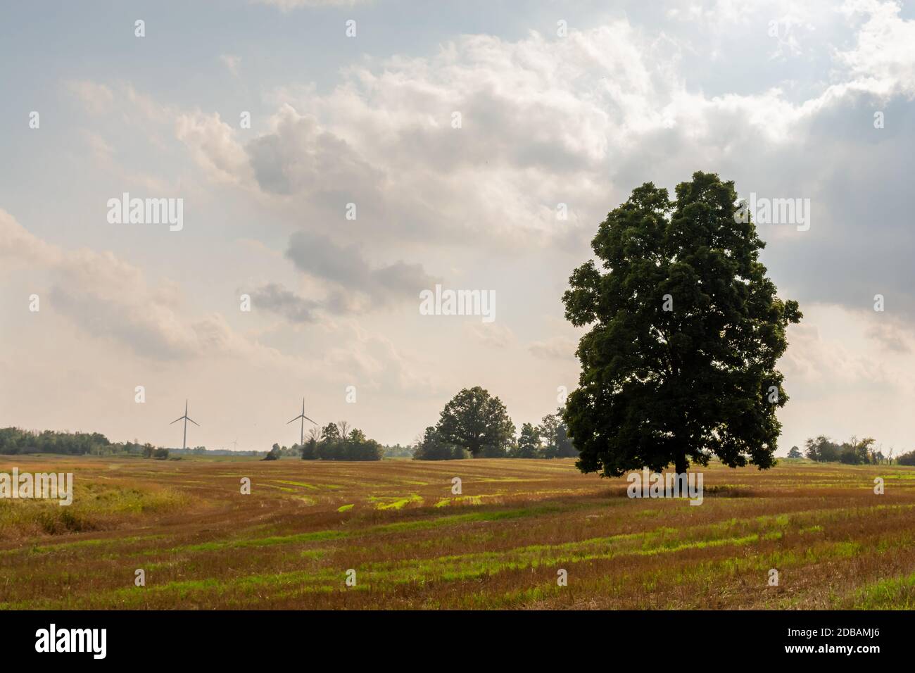 Single Tree Farm Tree on farm hi-res stock photography and images - Alamy