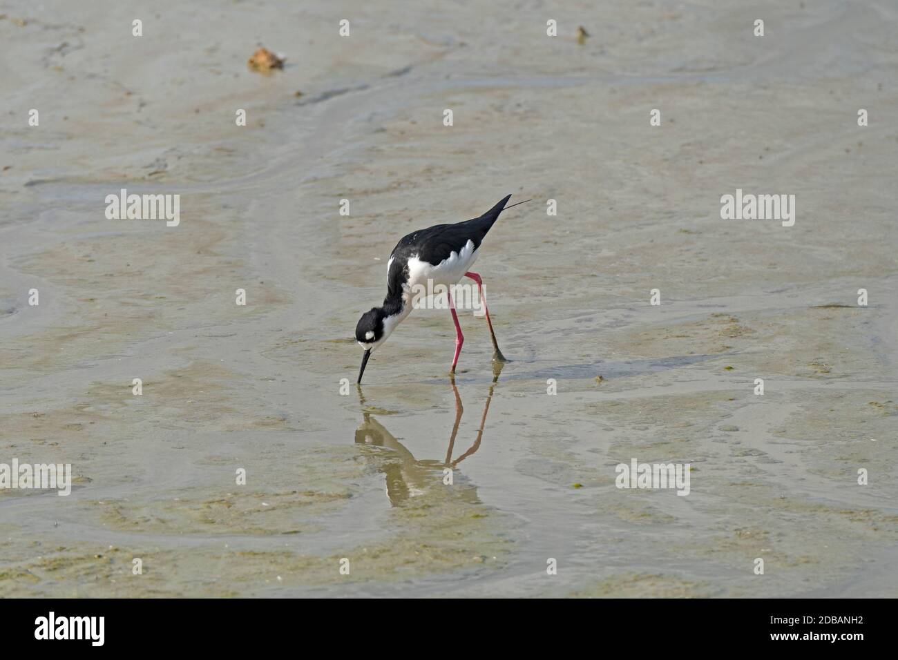 Black Necked Stilt Feeding in a Marshland in the Port Aransas Birding Center in Texas Stock Photo