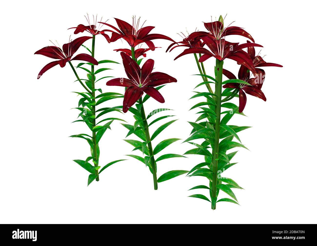 3D rendering of midnight mystery Asiatic lily flowers isolated on white background Stock Photo