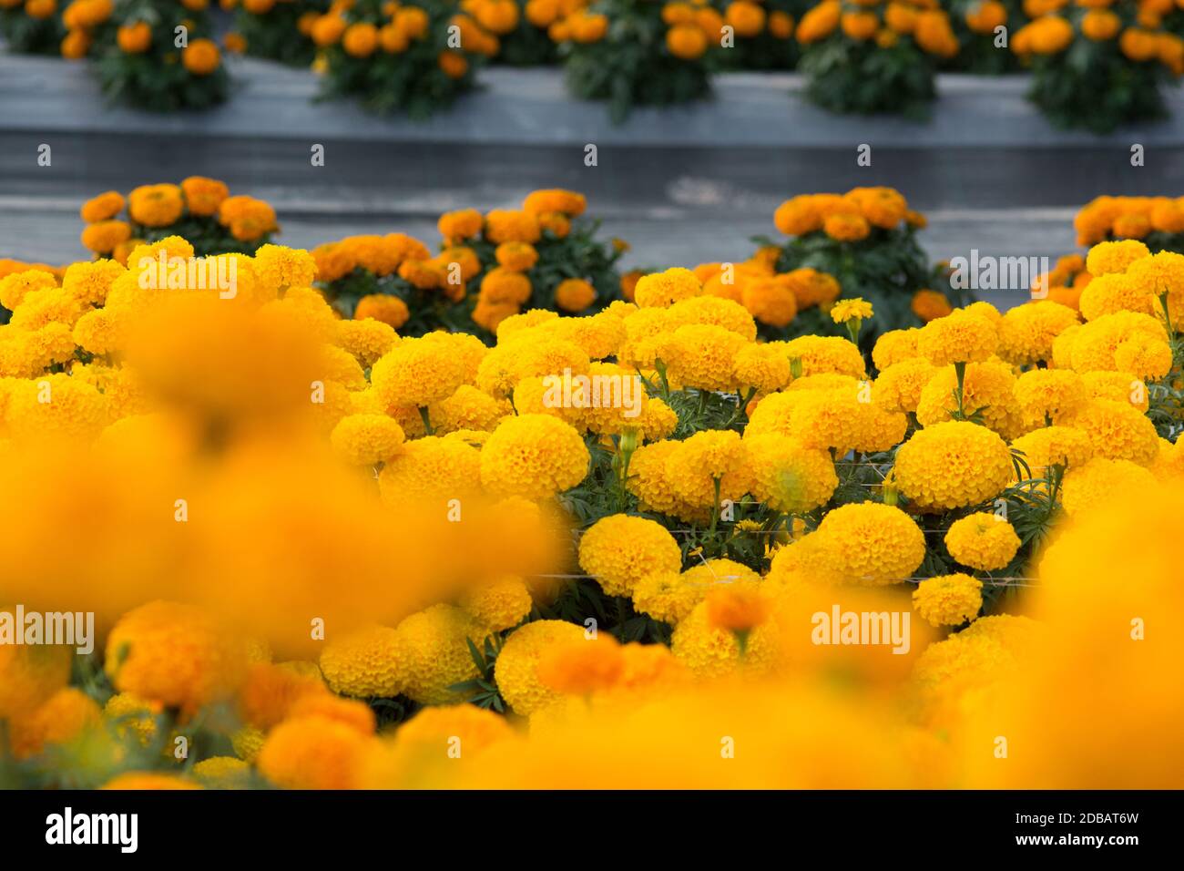 Orange Marigolds flower fields, selective focus Stock Photo - Alamy