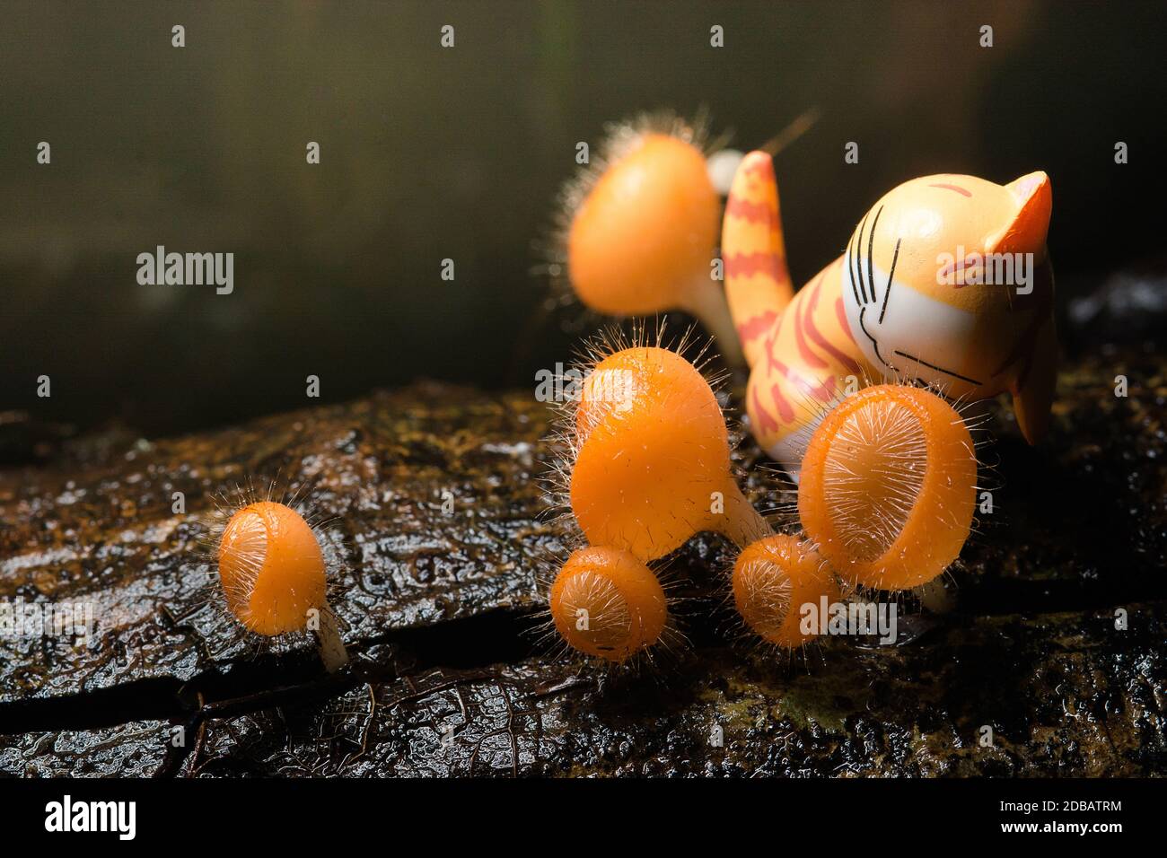 Orange mushroom, Cookeina tricholoma in rainforest and the cat Stock Photo
