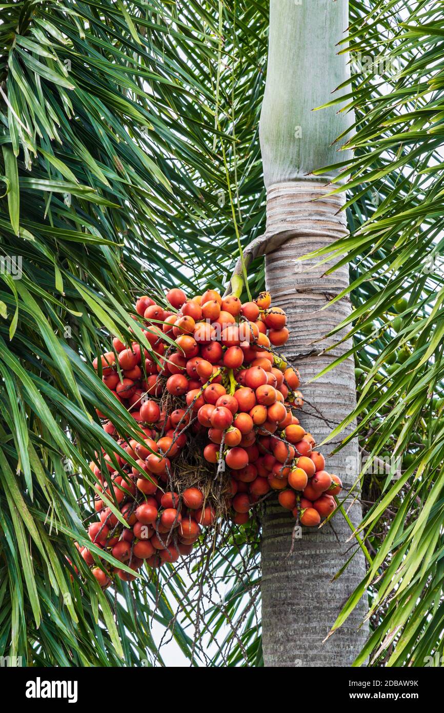 Areca catechu (Areca nut palm, Betel Nuts) All bunch into large