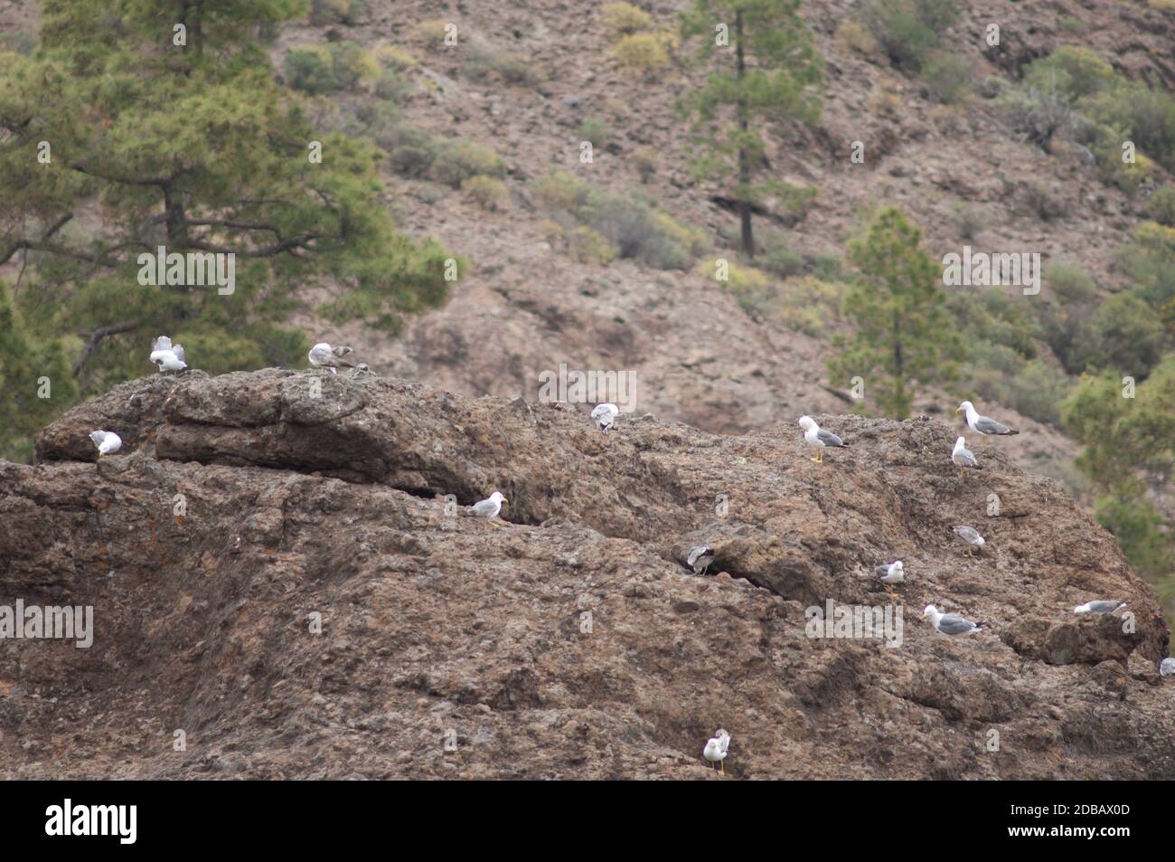 Yellow-legged gulls Larus michaellis in the Integral Natural Reserve of Inagua. Tejeda. Gran Canaria. Canary Islands. Spain. Stock Photo