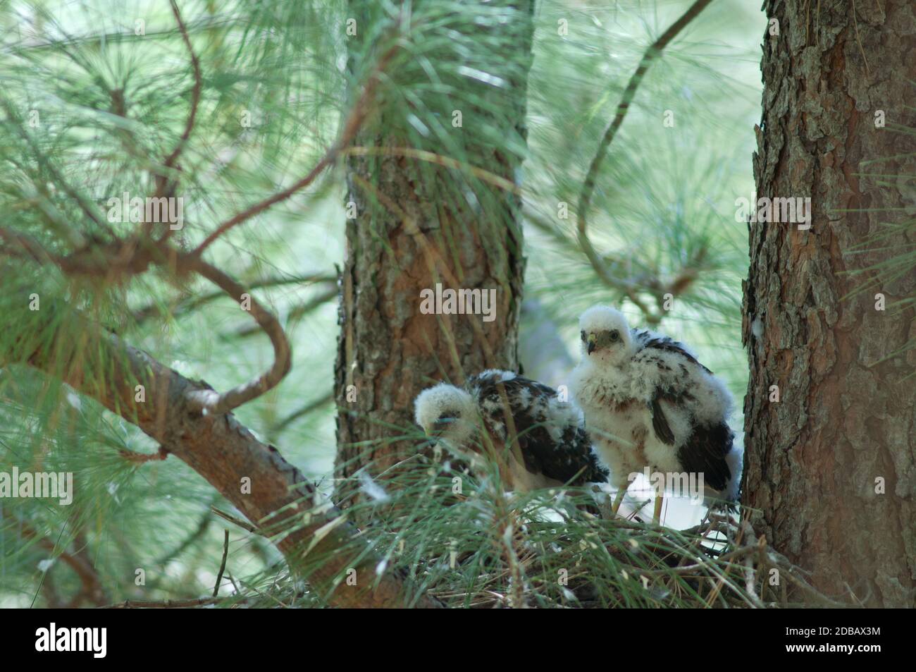 Chicks of Eurasian sparrowhawk Accipiter nisus granti in the nest. Integral Natural Reserve of Inagua. Gran Canaria. Canary Islands. Spain. Stock Photo