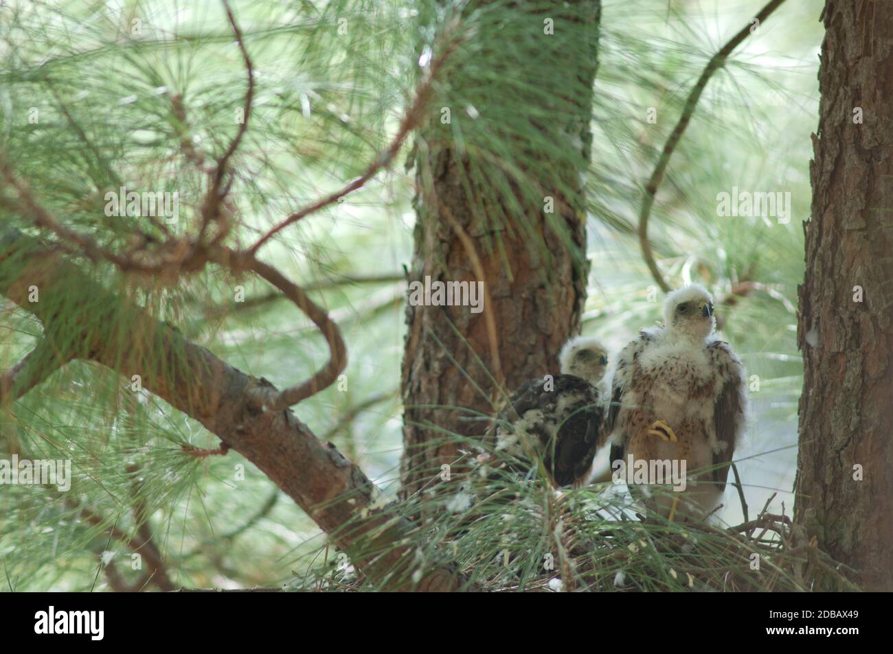 Chicks of Eurasian sparrowhawk Accipiter nisus granti in the nest. Integral Natural Reserve of Inagua. Gran Canaria. Canary Islands. Spain. Stock Photo