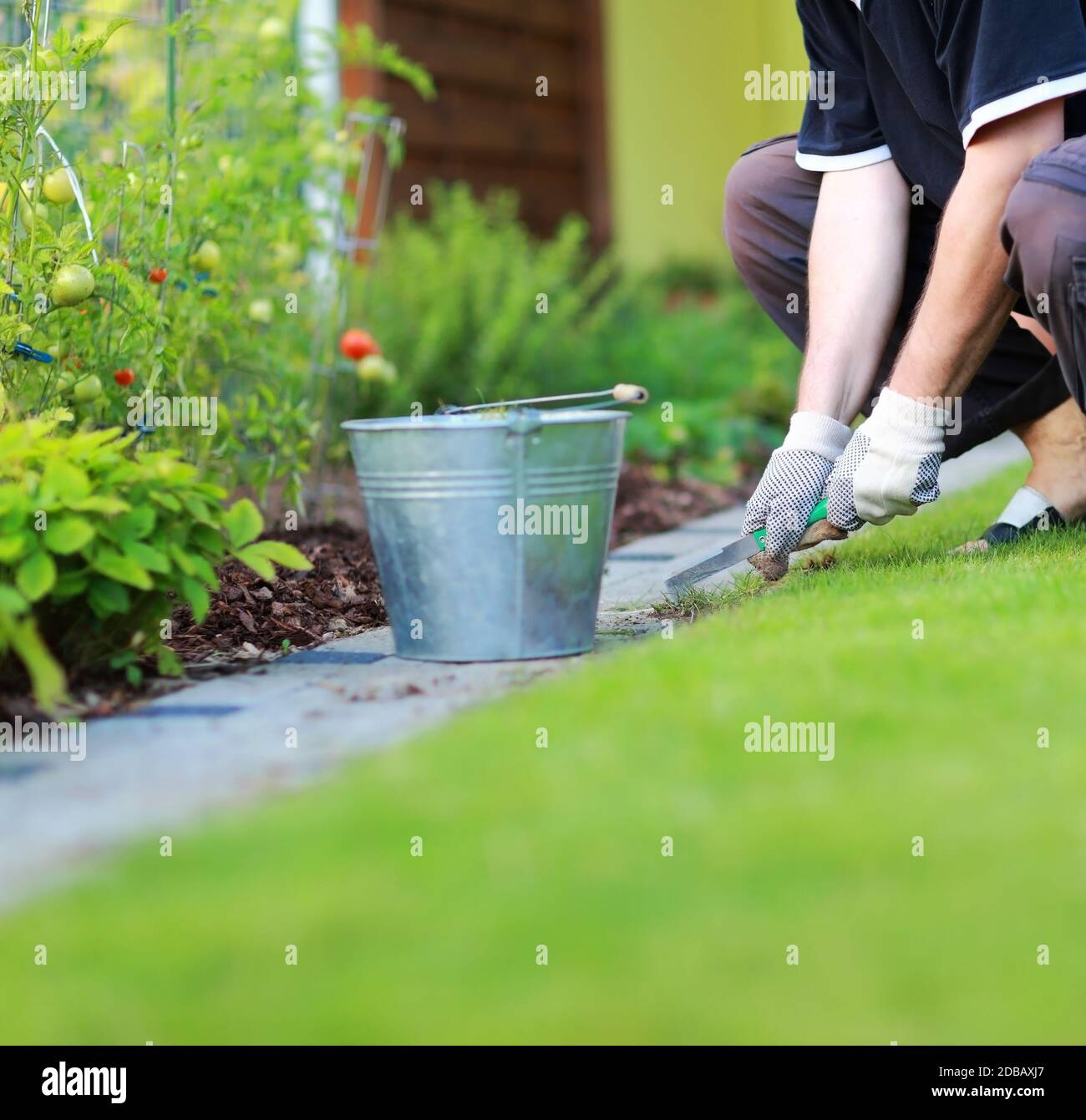 Gardening - removing weeds from the footpath in the garden Stock Photo