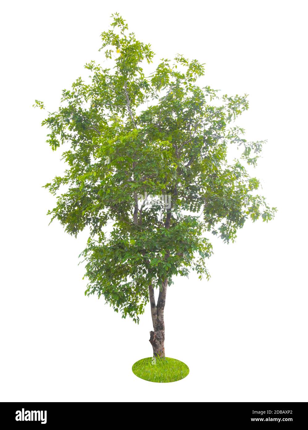 Beautiful green tree isolated on white background Stock Photo - Alamy