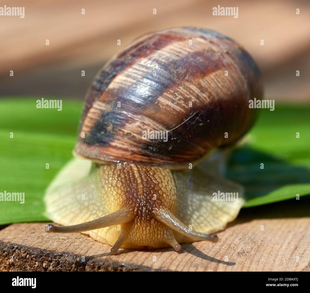 big brown snail on a green leaf, macro Stock Photo