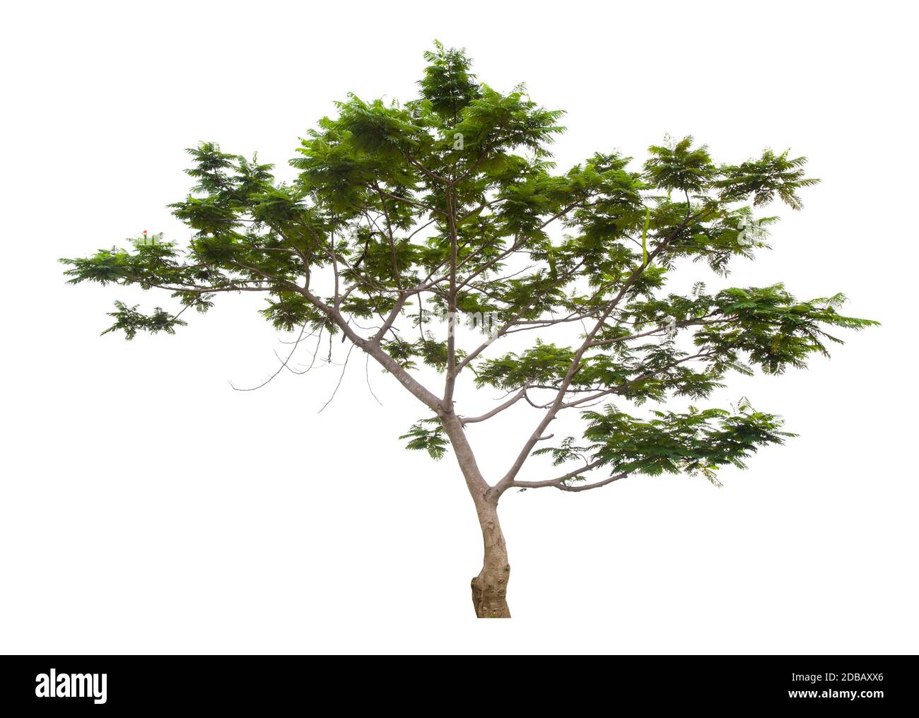 Beautiful green tree isolated on white background Stock Photo - Alamy