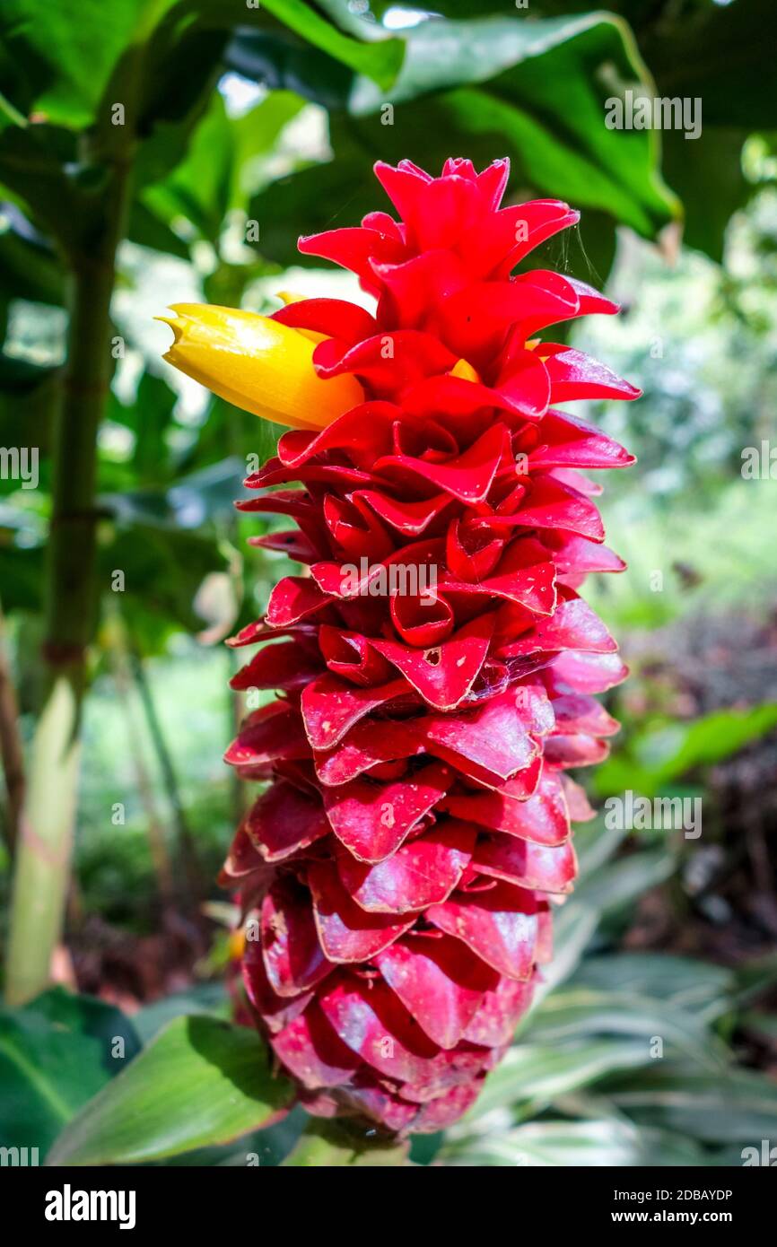 Red Bromelia close-up view, Chiang Mai, Thailand Stock Photo