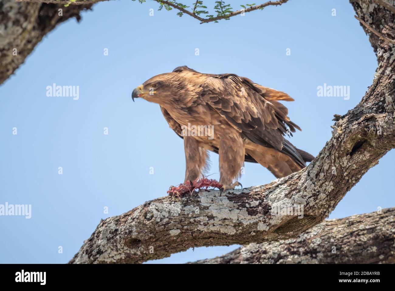 Tawny eagle perching on branch with prey Stock Photo