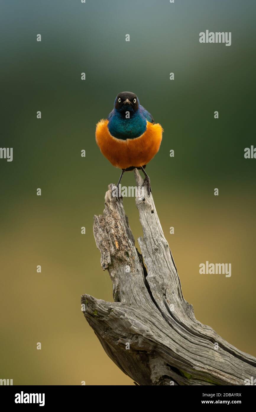 Superb starling on dead branch faces camera Stock Photo