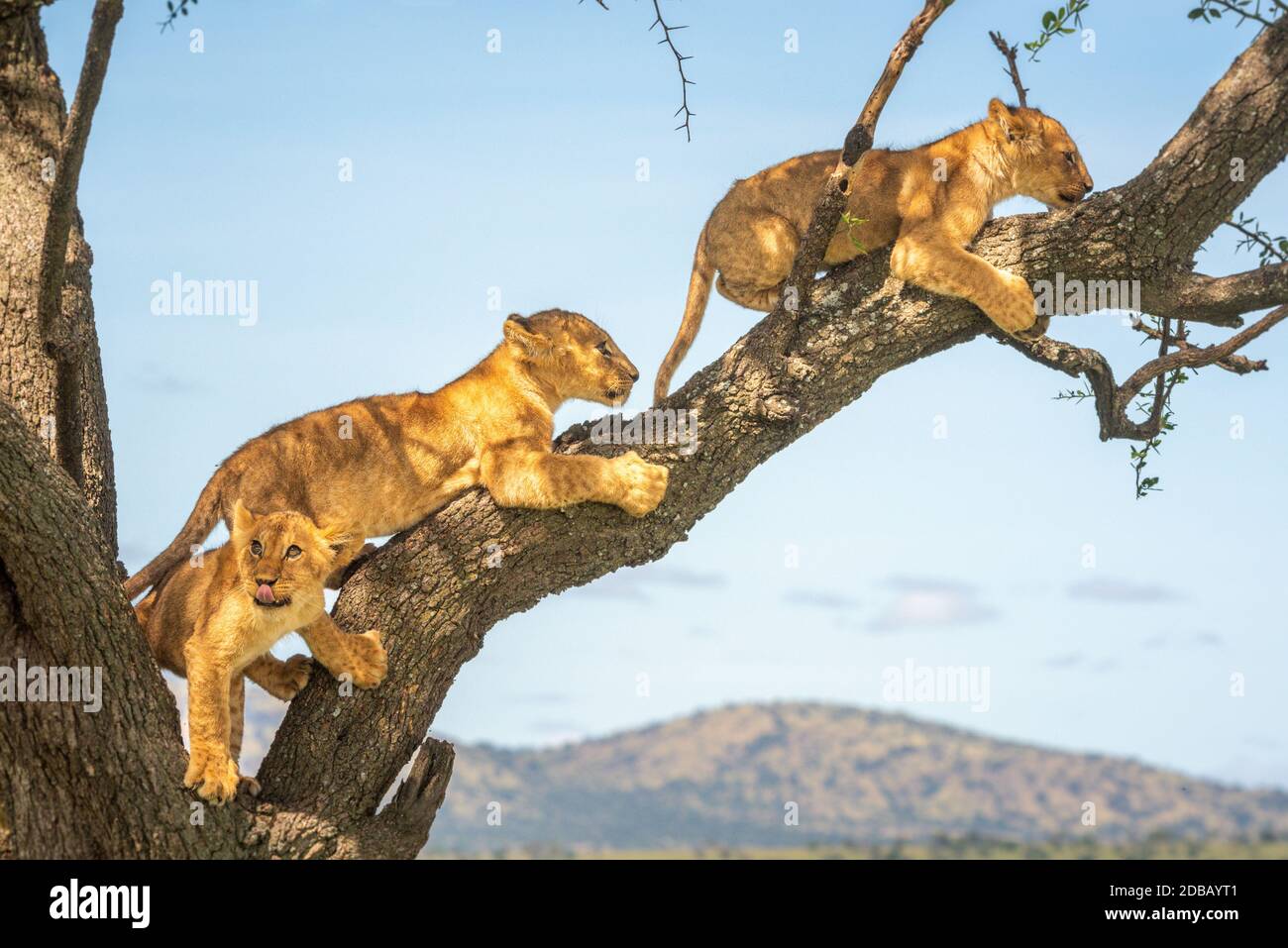 Three lion cubs climb along tree branch Stock Photo