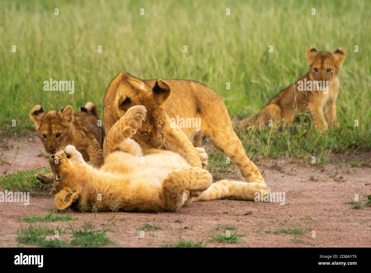 Three lion cubs play fighting beside another Stock Photo
