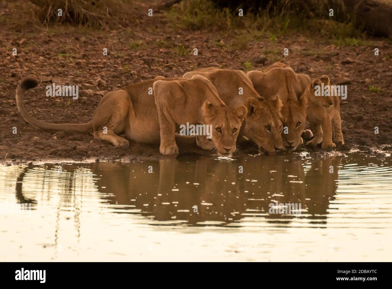 Three lionesses drink from pond by cub Stock Photo