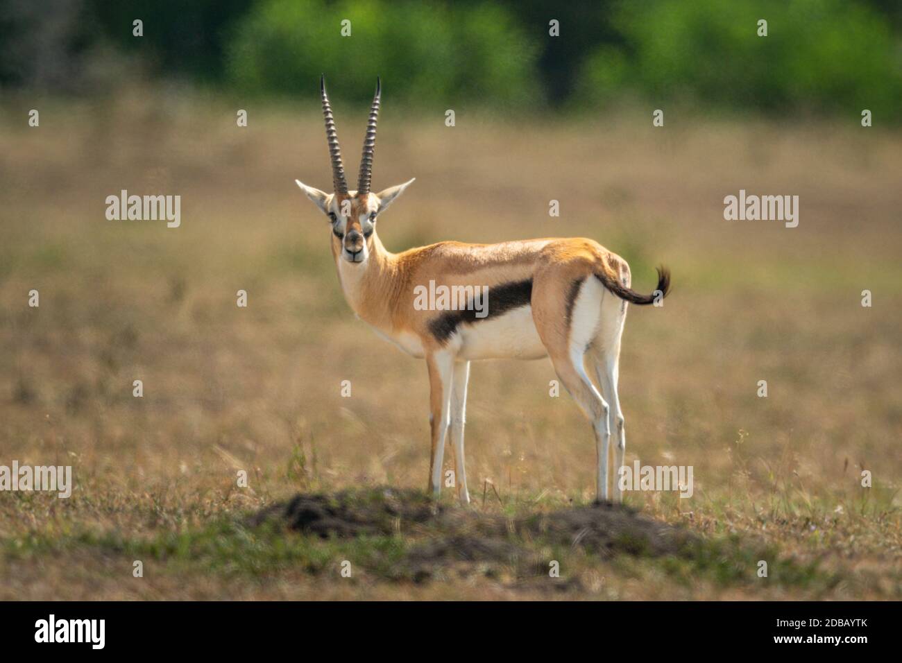 Thomson gazelle stands in grassland eyeing camera Stock Photo