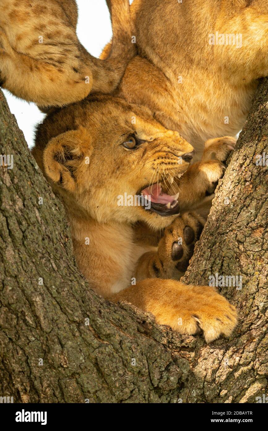 Three lion cubs squashed together in tree Stock Photo