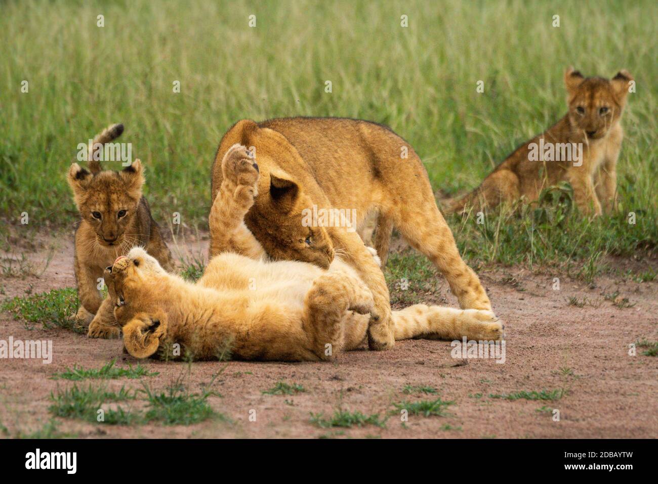Three lion cubs play fighting near another Stock Photo