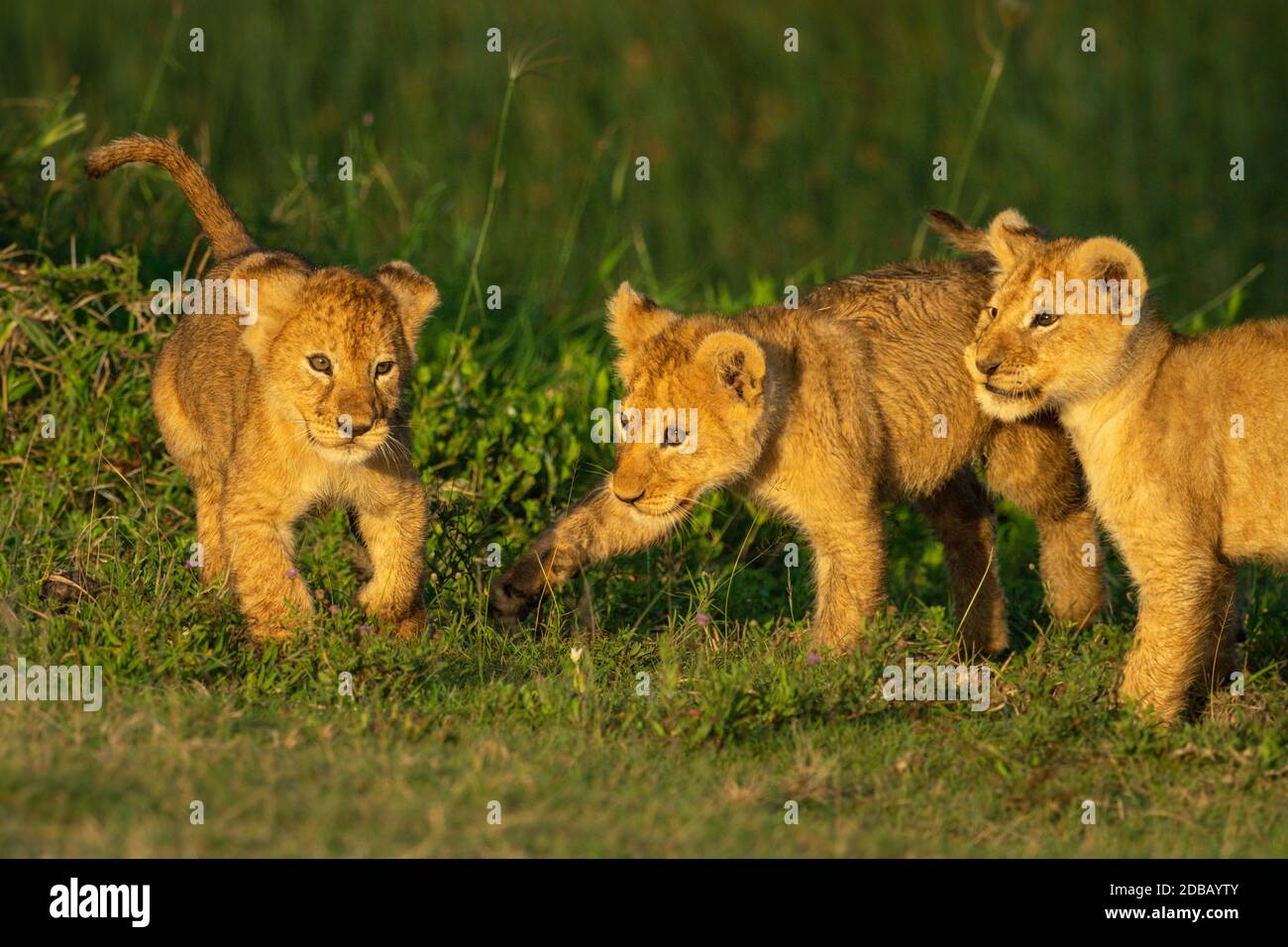 Three lion cubs play fight on grass Stock Photo