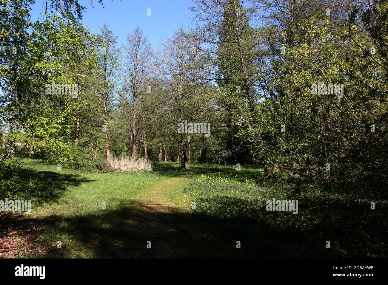 A forest way in OsnabrÃ¼ck Stock Photo