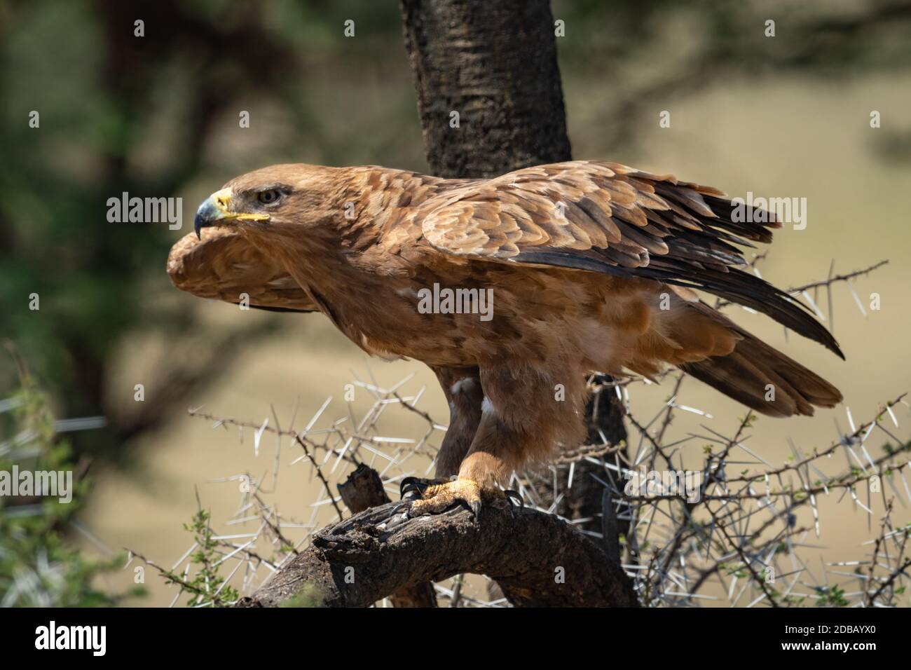 Tawny eagle stretches wings to take off Stock Photo